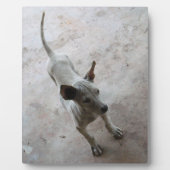 ルクマア…タイソイパピードッグ フォトプラーク (正面)