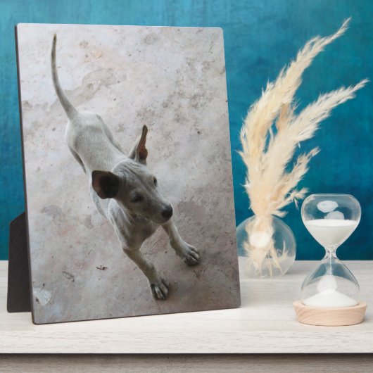 ルクマア…タイソイパピードッグ フォトプラーク (側面)