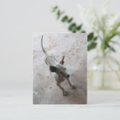 ルクマア…タイソイパピードッグ ポストカード (スタンド正面)