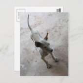 ルクマア…タイソイパピードッグ ポストカード (正面/裏面)