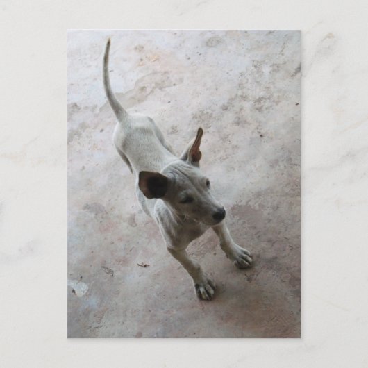 ルクマア…タイソイパピードッグ ポストカード (正面)