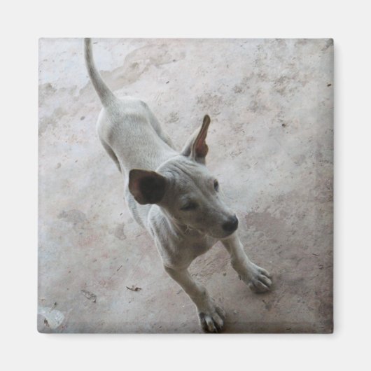 ルクマア…タイソイパピードッグ マグネット (正面)