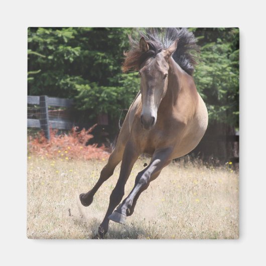 ルシタノの自由奔放な馬 マグネット (正面)