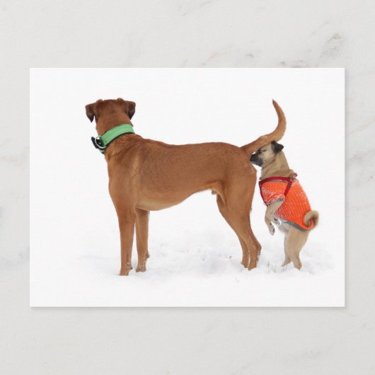 ルスティージコムヌムニカーションゲラウシンベルハルテンフンデ ポストカード (正面)