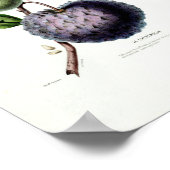 ルチェレモリア熱帯果実植物アメリクボタニ ポスター (角)