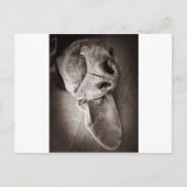 ルッカ ポストカード (正面)