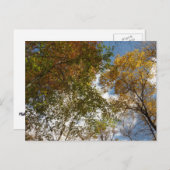 ルックアップ紅葉II秋自然 ポストカード (正面/裏面)