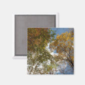 ルックアップ紅葉II秋自然 マグネット (正面/裏面)