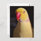 ルティーノインディアンリングネックパラケートビーチ ポストカード (正面/裏面)