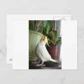 ルティーノコッカティエル ポストカード (正面/裏面)