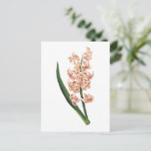 ルドゥーテが描いたヒヤシンス(Hyacinthus orientalis) ポストカード (スタンド正面)
