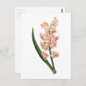 ルドゥーテが描いたヒヤシンス(Hyacinthus orientalis) ポストカード (正面/裏面)