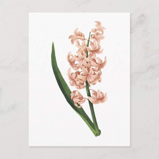 ルドゥーテが描いたヒヤシンス(Hyacinthus orientalis) ポストカード (正面)