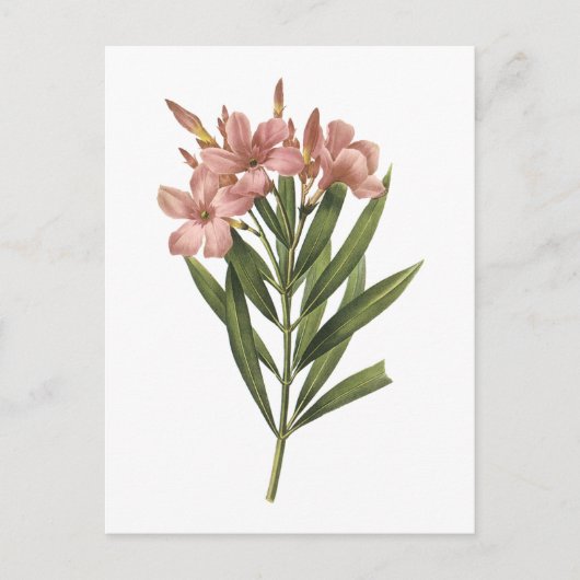 ルドゥーテによるローズマリー（Nerium 属） ポストカード (正面)