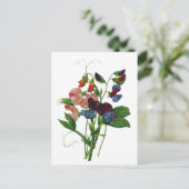 ルドゥートのピンク、青、紫のスイートピー ポストカード (スタンド正面)