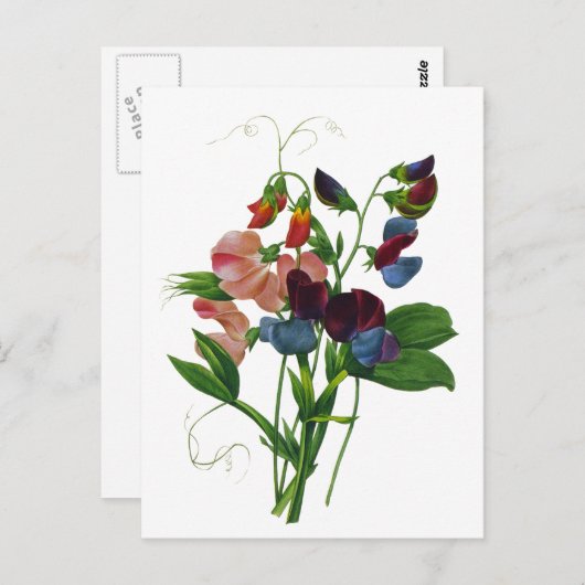 ルドゥートのピンク、青、紫のスイートピー ポストカード (正面/裏面)