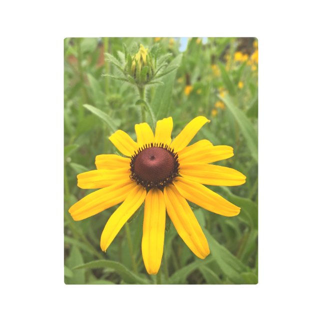 ルドベキアの花および芽のクローズアップの写真 メタルプリント (正面)