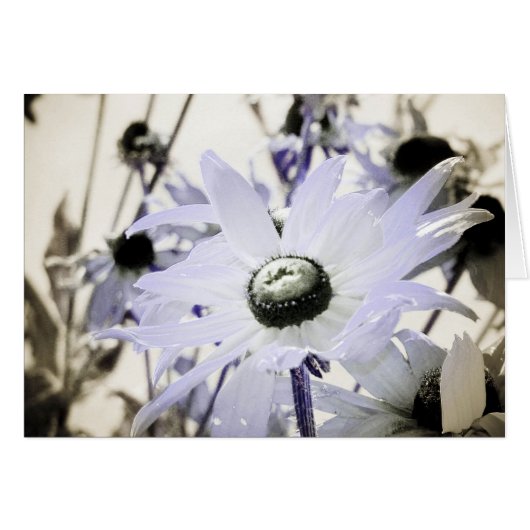 ルドベキア (正面横)