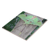 ルナガ タイル (側面)