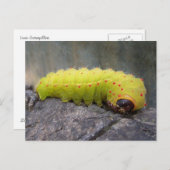 ルナキャタピラー ポストカード (正面/裏面)