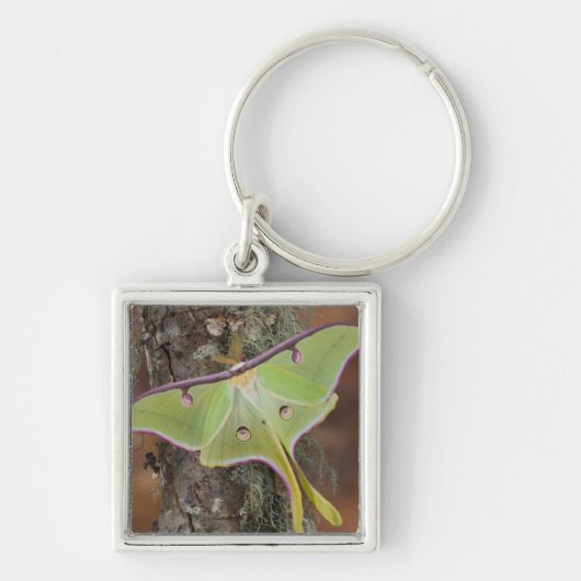 ルナシルク蛾 キーホルダー (正面)