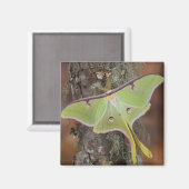 ルナシルク蛾 マグネット (正面/裏面)