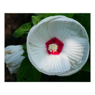 ルナハイビスカス ポスター