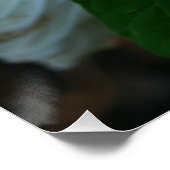 ルナハイビスカス ポスター (コーナー)