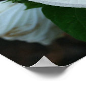 ルナハイビスカス ポスター (角)