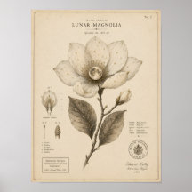 ルナマグノリア ビクトリアン植物学美術館プリント