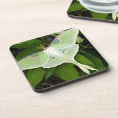 ルナモスオンカーナビクレマティス コースター (左側)