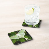 ルナモスオンカーナビクレマティス コースター (右側)