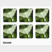 ルナモスオンカーナビクレマティス スクエアシール (シート)