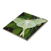 ルナモスオンカーナビクレマティス タイル (側面)