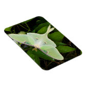 ルナモスオンカーナビクレマティス マグネット (右側)