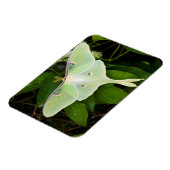 ルナモスオンカーナビクレマティス マグネット (左側)