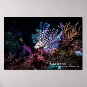 ルナライオンの魚、プテロイスのルヌラータ。 ポスター