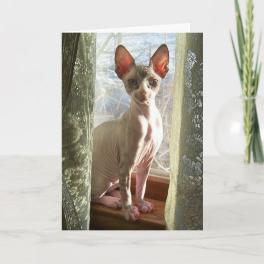 ルナ カード (正面)