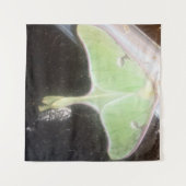 ルナ・モスのクローズアップ タペストリー (正面(横))