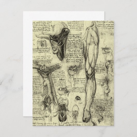 ルネサンス期の巨匠 レオナルド・ダ・ヴィンチ ヴィンテージ 人体解剖図 喉頭 下肢 (正面/裏面)