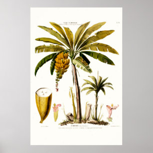 ルバナニエトロピカルバナナツリーアメリク ポスター