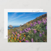 ルパンとペイントブラシの野花 ポストカード (正面/裏面)