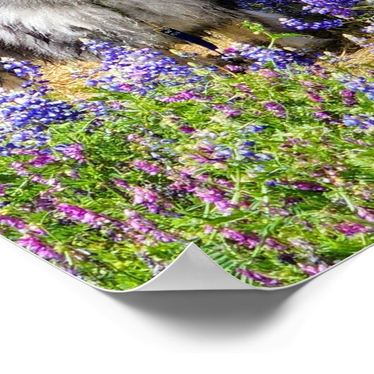 ルパン開花 ポスター (角)