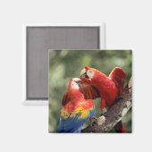 ルビコンウシクイインコのつがい マグネット (正面/裏面)