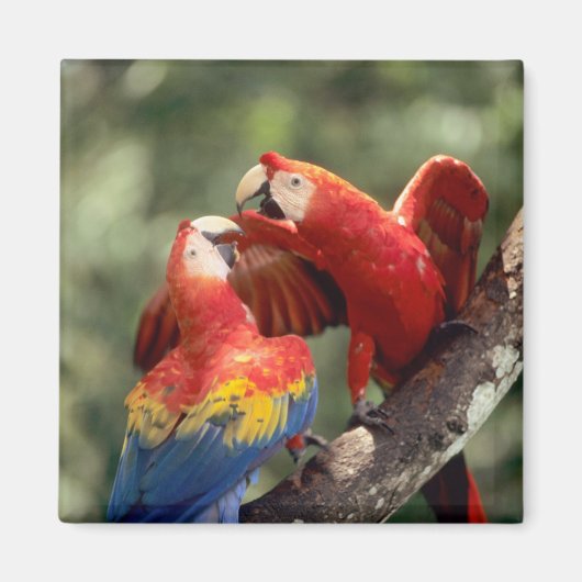 ルビコンウシクイインコのつがい マグネット (正面)