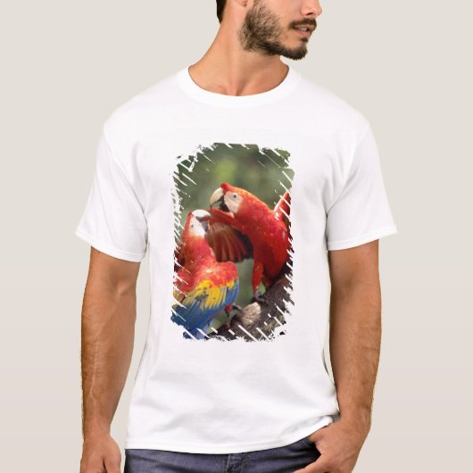 ルビコンオウムのつがい Tシャツ (正面)