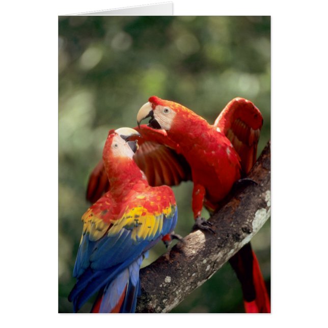 ルビコンゴウインコのつがい (正面)