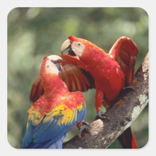 ルビコンゴウインコのつがい スクエアシール (正面)