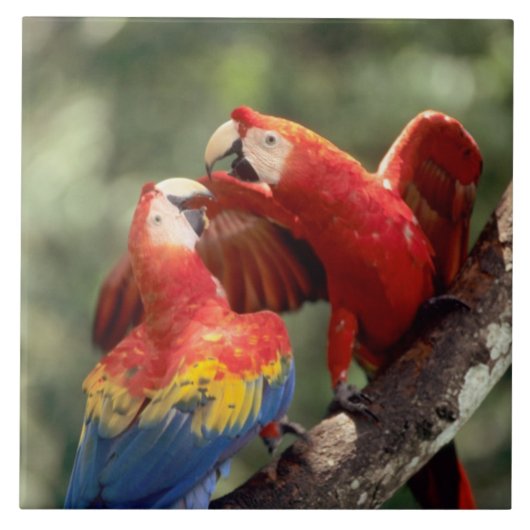 ルビコンゴウインコのつがい タイル (正面)