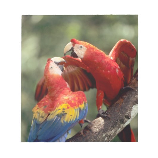 ルビコンゴウインコのつがい ノートパッド (正面)